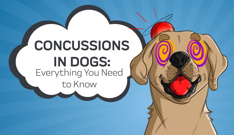Concussions in Dogs: Symptoms, Recovery, and What to Do Now