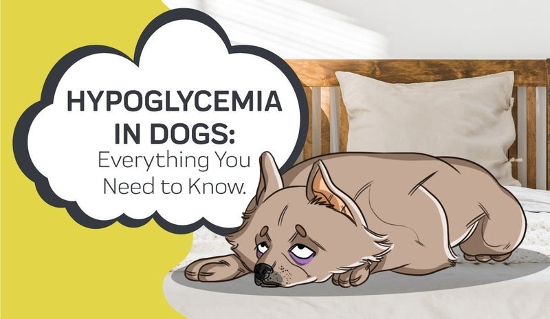 Everything You Need to Know About Hypoglycemia in Dogs