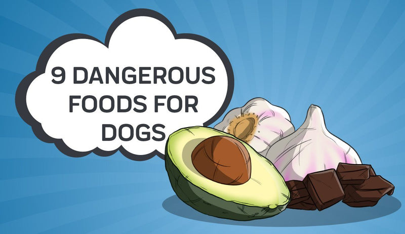 9 Dangerous Foods for Dogs