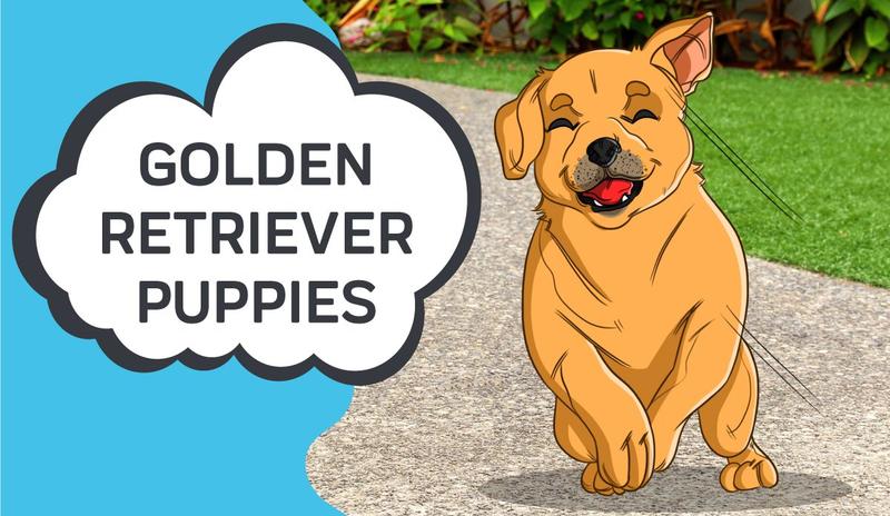 Golden Retriever Puppies 101 - Types, Food, Temperament and More