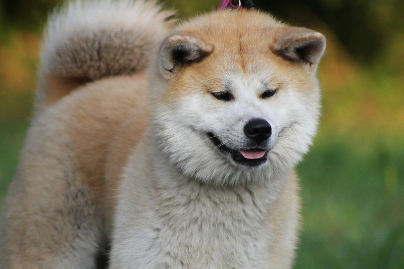 The 13 Common And Rare Dog Breeds Of Japan