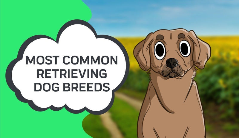 Most Common Retrieving Dog Breeds
