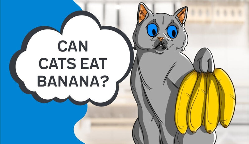 Can Cats Eat Bananas?