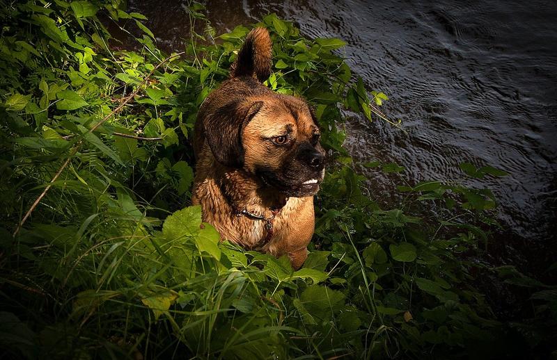 10 Most Interesting Facts About The Puggle