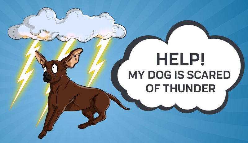 Help! My Dog is Scared of Thunder