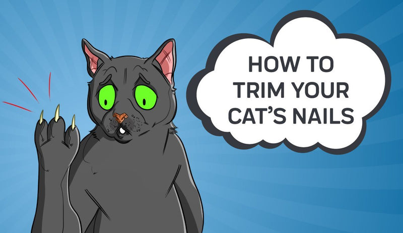 How to Trim Your Cat’s Nails?