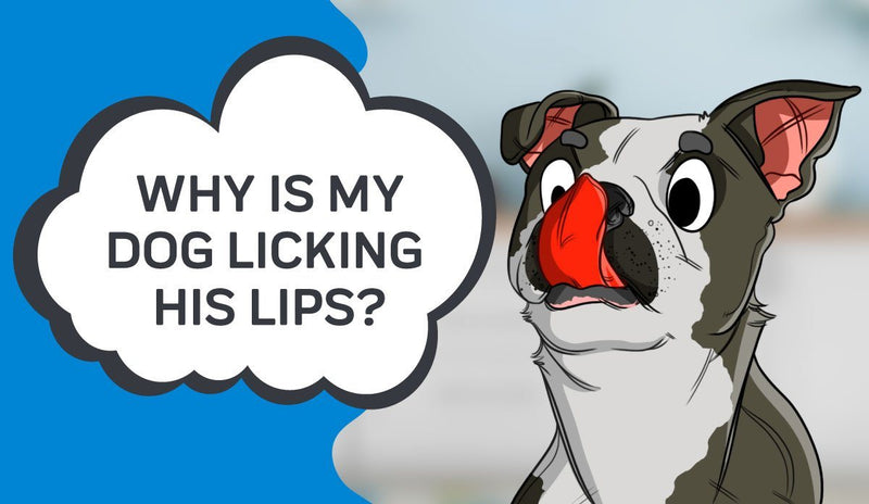 Why is My Dog Licking His Lips?