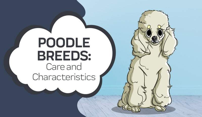 Poodle Breeds: Poodle Care and Characteristics
