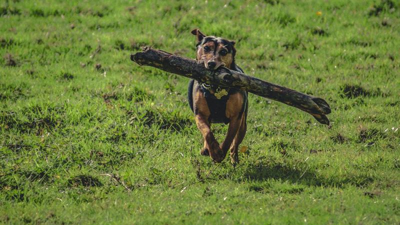 The Fascinating Evolutionary Research of Every Dog’s Favorite Game