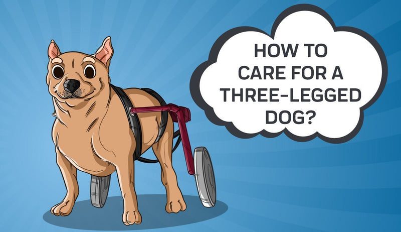 How to Care for a Three-Legged Dog?