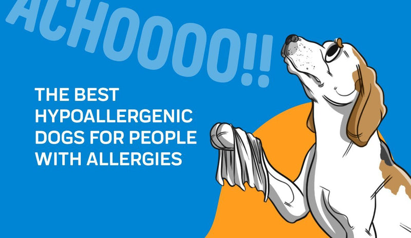 The Best Hypoallergenic Dogs For People With Allergies