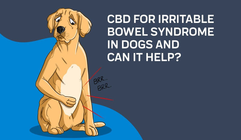 CBD For Irritable Bowel Syndrome In Dogs : Can It Help?