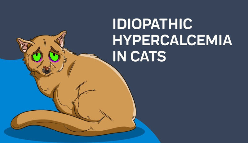 Idiopathic Hypercalcemia in Cats