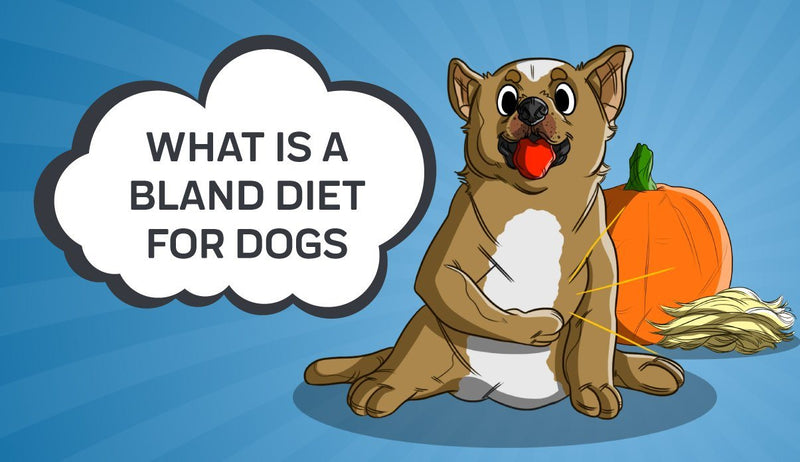 What is a Bland Diet for Dogs?