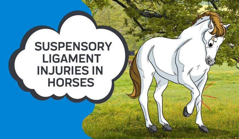 Suspensory Ligament Injuries in Horses