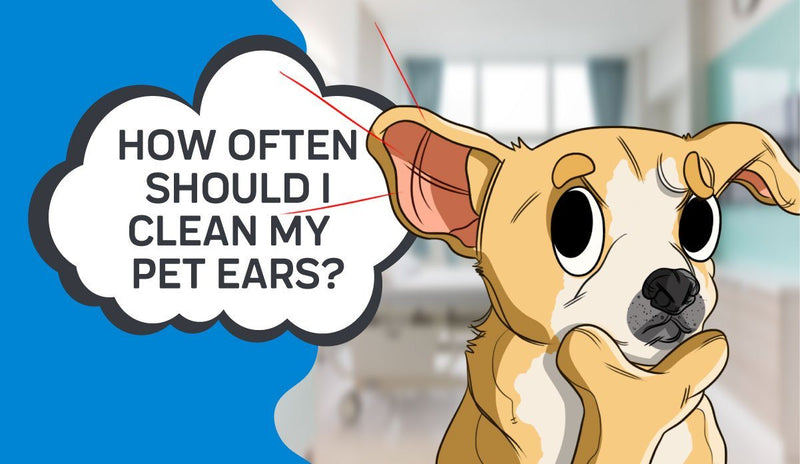 How Often Should I Clean My Pets Ears?