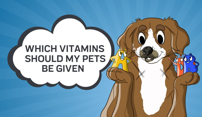 Which Vitamins Should My Pets be Given?