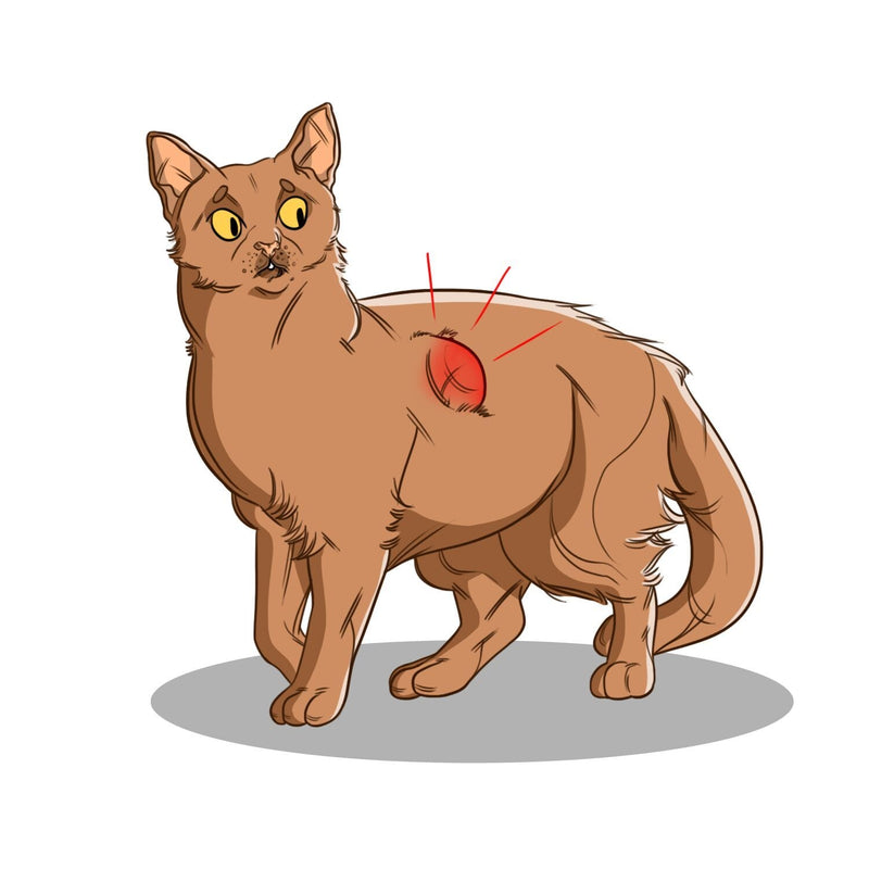 Cancer in Cats: Types, Symptoms, Prevention, and Treatment