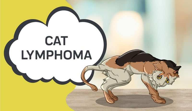 Lymphoma in Cats
