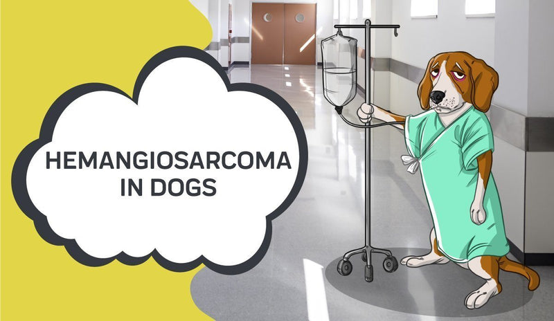 Hemangiosarcoma in Dogs