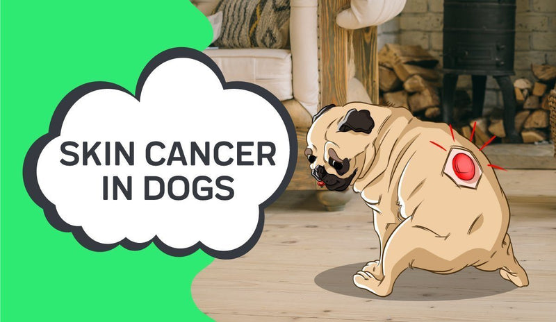 Skin Cancer in Dogs