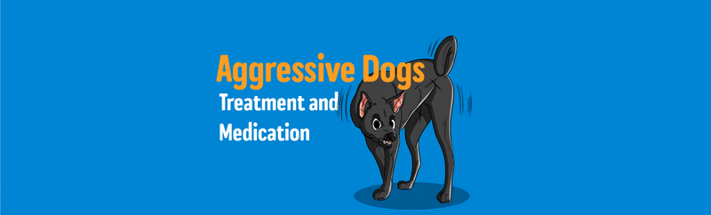 Treatment & Medication for Aggressive Dogs