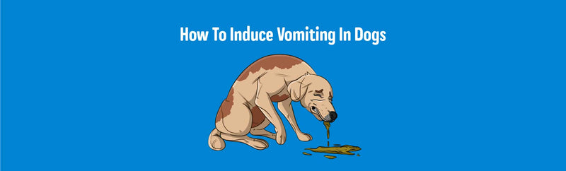 How To Induce Vomiting In Dogs: Step-By-Step To Make Your Dogs Throw Up