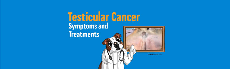 Testicular Cancer in Dogs