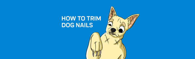 How to Trim Dog Nails: 5 Tips For Stress-Free Nail Trimming