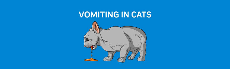 Vomiting in Cats: Causes, Prevention and Treatments