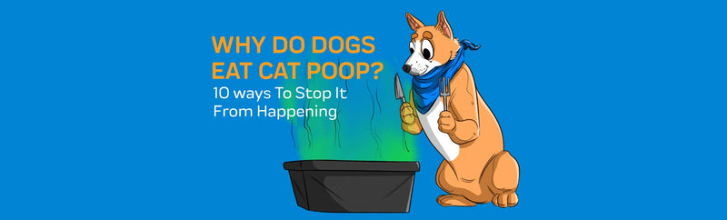 Why Do Dogs Eat Cat Poop? 10 ways To Stop It From Happening