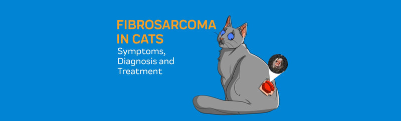 Fibrosarcoma in Cats: Symptoms, Diagnosis & Treatment