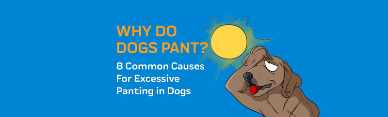 Why Do Dogs Pant? 8 Common Causes For Excessive Panting in Dogs