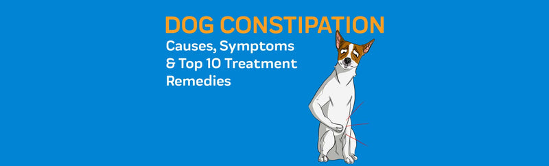 Dog Constipation: Causes, Symptoms & Top 10 Treatment Remedies