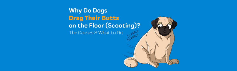 Why Do Dogs Drag Their Butts on the Floor (Scooting)? The Causes & What to Do