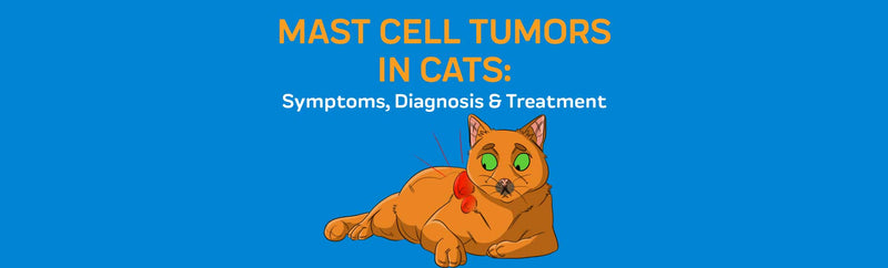 Mast Cell Tumors In Cats: Symptoms, Diagnosis & Treatment