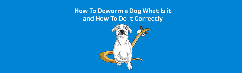 How To Deworm a Dog? What Is it and How To Do It Correctly