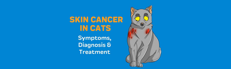 Skin Cancer in Cats: Symptoms, Diagnosis & Treatment
