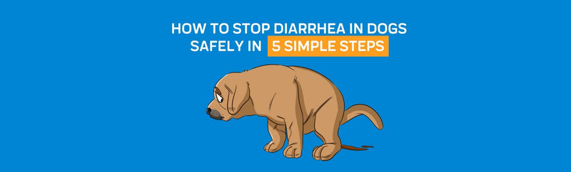 How to Stop Diarrhea in Dogs Safely: Learn To Treat Your Dogs in 5 Simple Steps