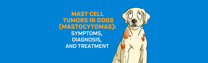 Mast Cell Tumors in Dogs (Mastocytomas): Symptoms, Diagnosis & Treatment