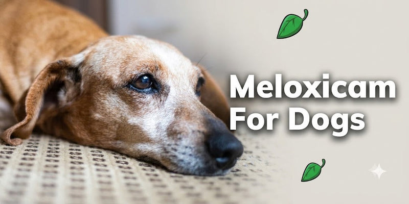 Is Meloxicam for Dogs Safe And What Are The Side Effects And Dosage?
