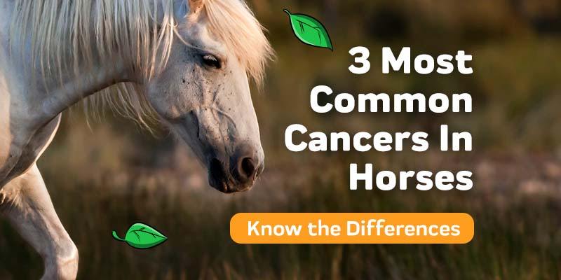 3 Most Common Forms Of Cancer In Horses