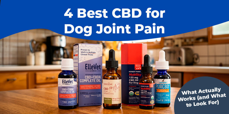 4 Best CBD for Dog Joint Pain: What Actually Works (and What to Look For)