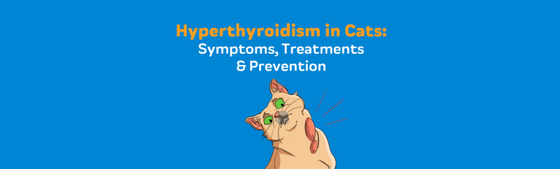 Hyperthyroidism in Cats: Symptoms, Treatments & Prevention