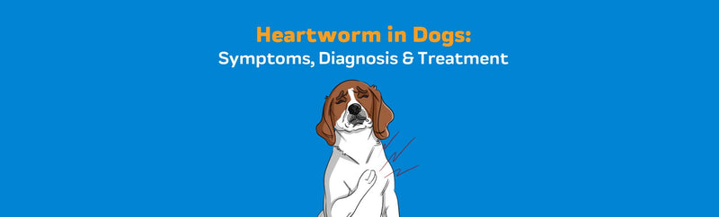 Heartworm in Dogs: Symptoms, Diagnosis & Treatment