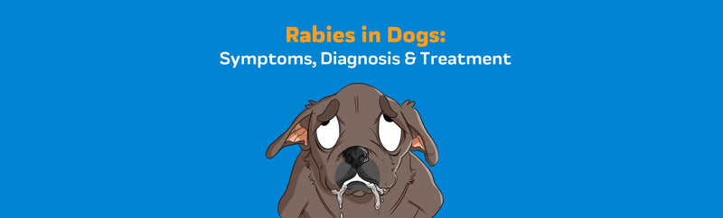 Rabies in Dogs: Symptoms, Diagnosis & Treatment