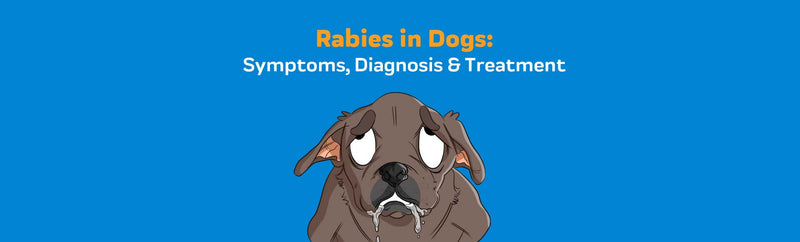 Rabies in Dogs: Symptoms, Diagnosis & Treatment – Innovet Pet