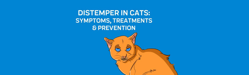 Distemper in Cats: Symptoms, Treatments & Prevention