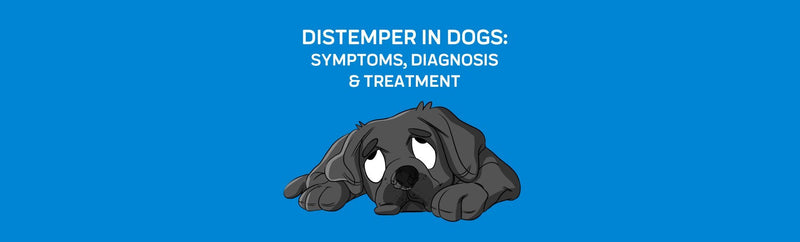 Distemper in Dogs: Symptoms, Diagnosis & Treatment