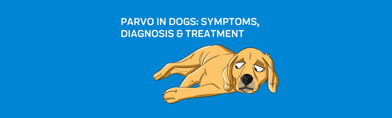 Parvo in Dogs: Symptoms, Diagnosis & Treatment